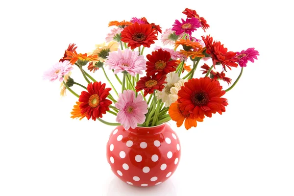 Colorful Gerber bouquet in spotted vase — Stock Photo, Image