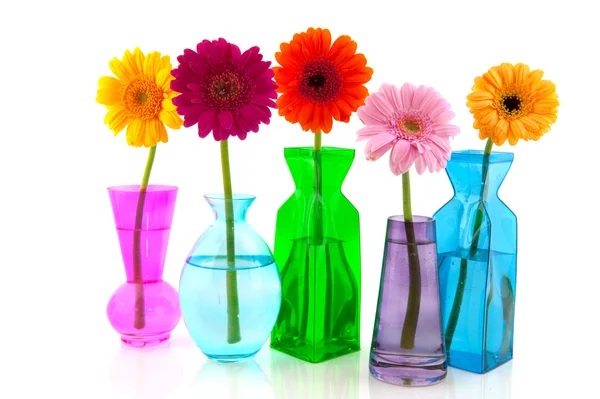 stock image Colorful Gerber in glass vases