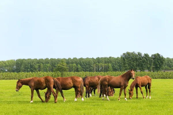 Hästar i gröna ängar — Stockfoto
