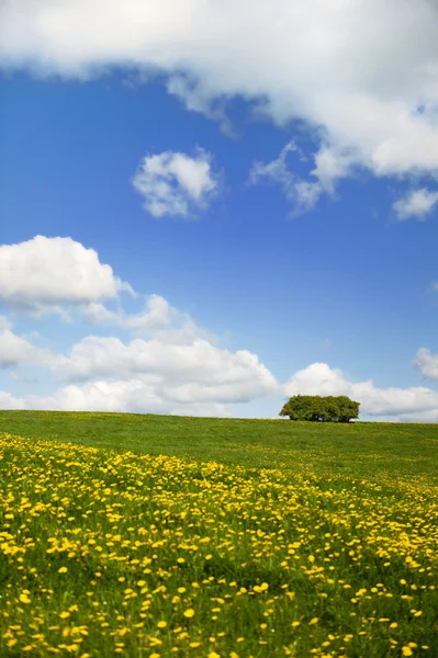 Pola trawy z chmury na niebie — Zdjęcie stockowe