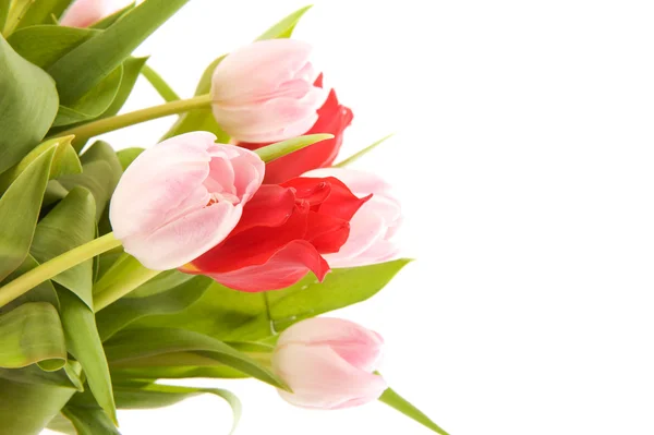 Růžové a červené tulipány — Stock fotografie