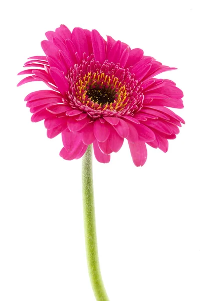 Pink Gerber — Stock Photo, Image