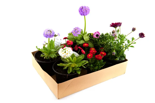 Kartónová krabice s zahradní rostliny — Stock fotografie