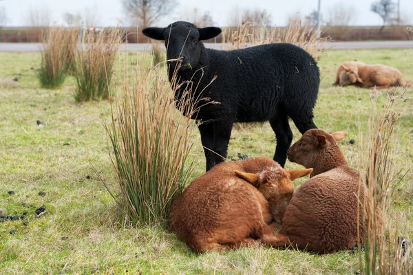 瀝青と茶色の羊 — ストック写真