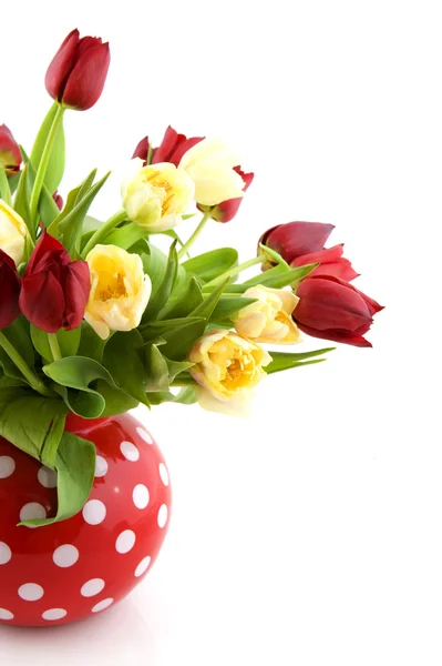 Красные и белые тюльпаны — стоковое фото