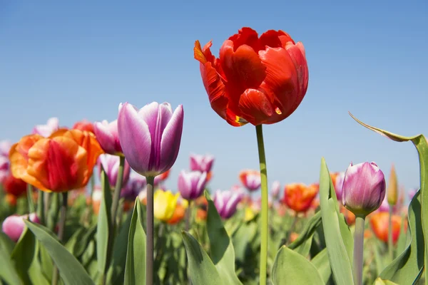 Coloridos tulipanes al aire libre en los campos —  Fotos de Stock
