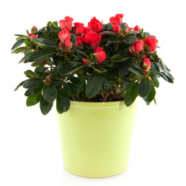 Red Azalea clipart