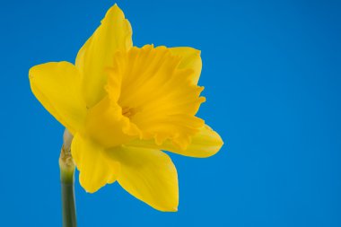 Yellow trumpet daffodil clipart