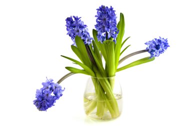 A vase hyacinths clipart