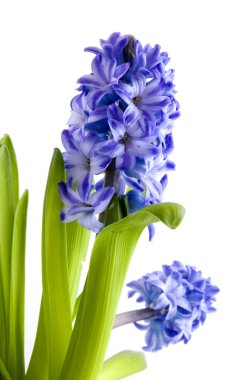 Hyacinths clipart