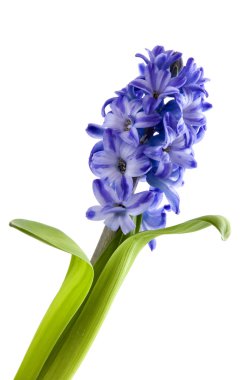 Flowers from the hyacinth clipart