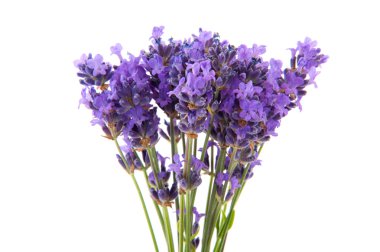 Lavender clipart