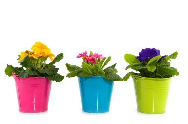 Colorful primula clipart