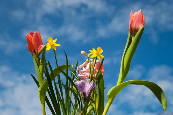 Blubs flor na primavera — Fotografia de Stock