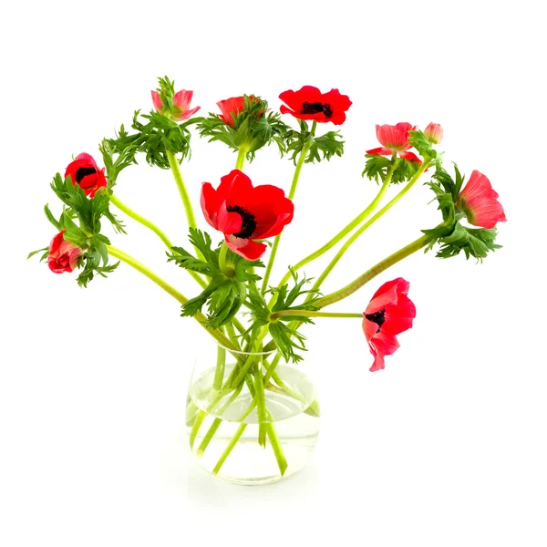 Red anemones — Stock Photo, Image