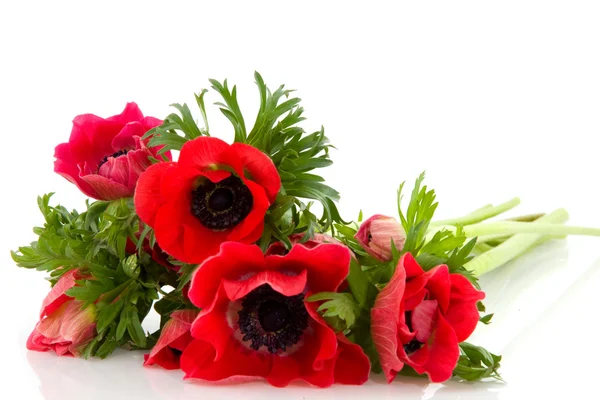 Red anemones — Stock Photo, Image