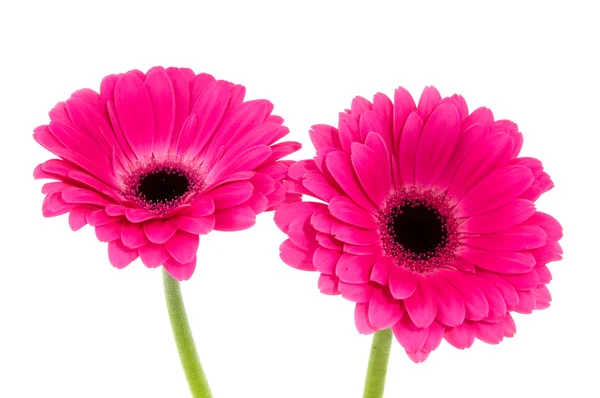 Twee roze gerber — Stockfoto