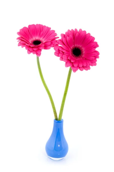 Dva gerber v modrá váza — Stock fotografie