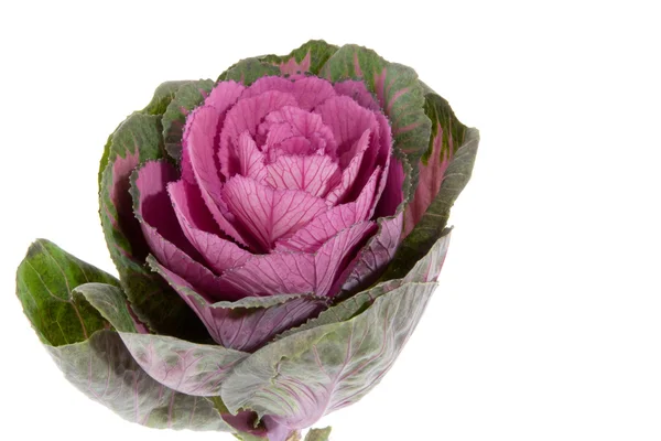 stock image Decoration cabbage