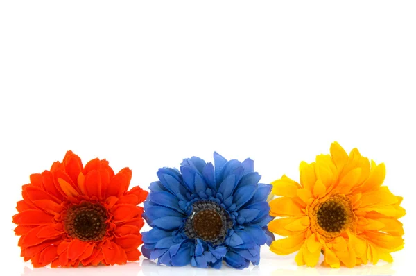 stock image Colored flowers