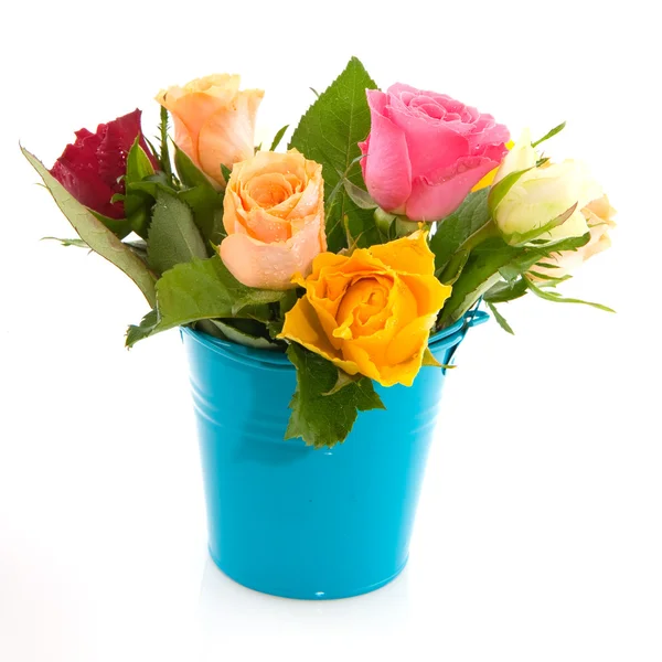 Kleurrijke rozen — Stockfoto