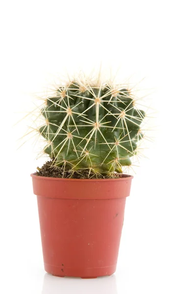 Prickley kaktus — Stock fotografie