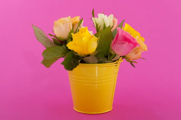 Färgglada rosor — Stockfoto