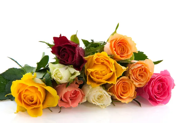 Kleurrijke rozen — Stockfoto