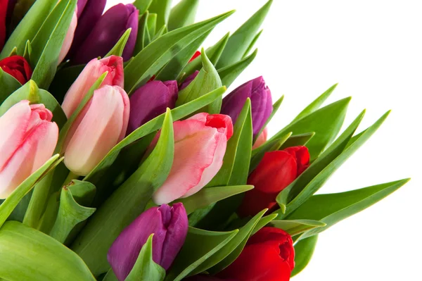 Tulipanes coloridos —  Fotos de Stock