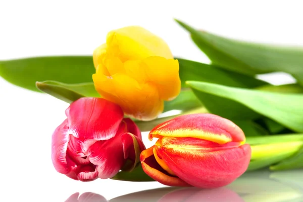 Red and yellow tulips — Stock Photo, Image