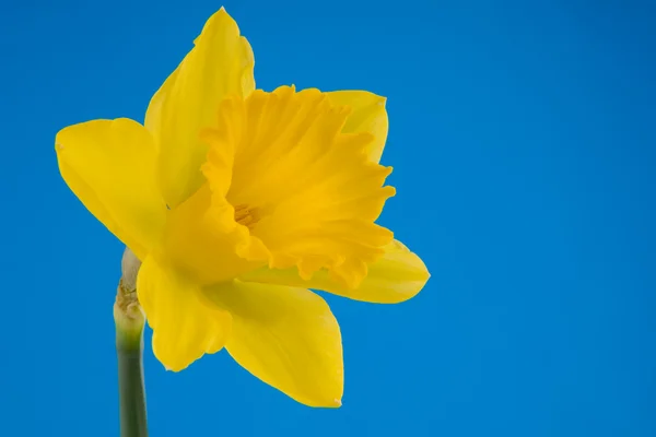 stock image Yellow trumpet daffodil