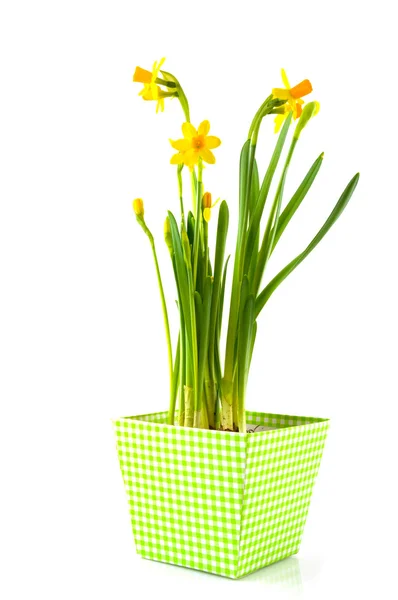 Daffodills — 图库照片