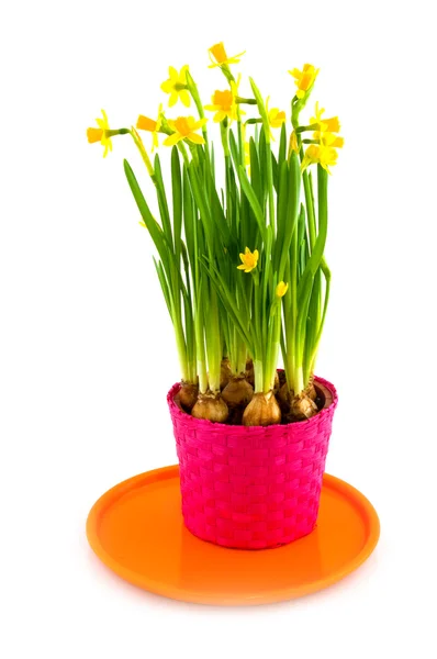春 daffodills — 图库照片