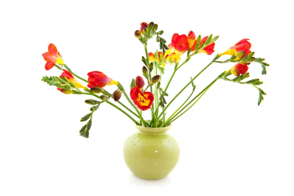 Červená frézie v váza — Stock fotografie