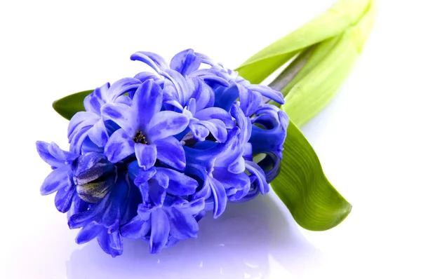 Modrý Hyacint — Stock fotografie