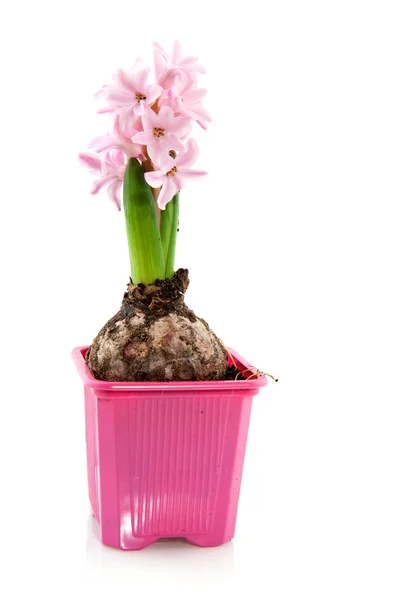 Två hyacinter — Stockfoto