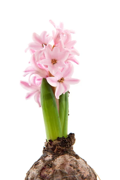 One hyacinth — Stock Photo, Image