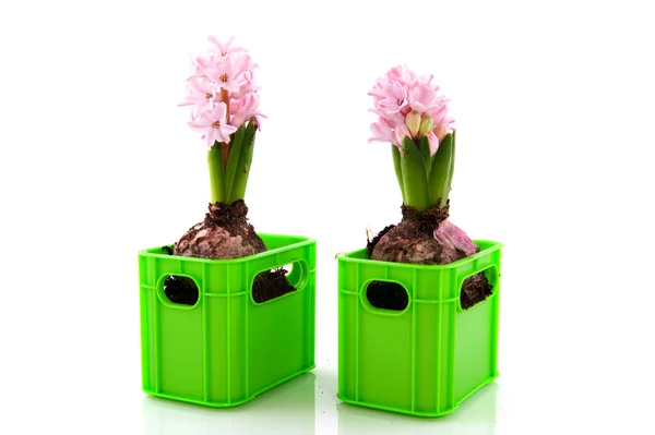 Twee hyacinten — Stockfoto
