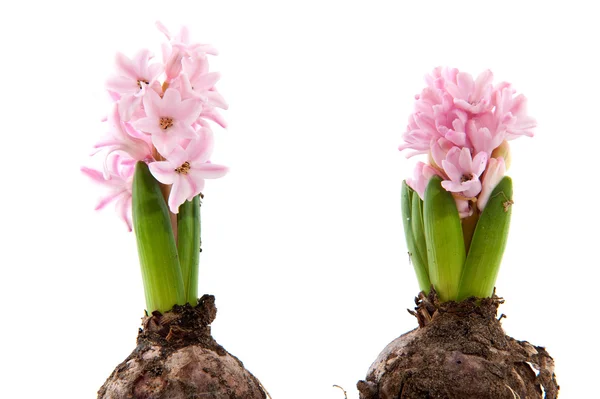 Dvě hyacinty — Stock fotografie