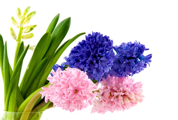 Hyacinths — Zdjęcie stockowe