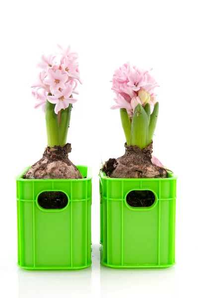 Dois jacintos — Fotografia de Stock