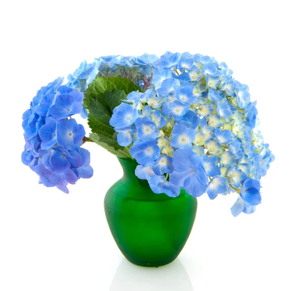 Garden flowers Hydrangea — Stock Photo, Image