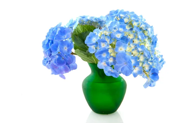 Garden flowers Hydrangea — Stock Photo, Image