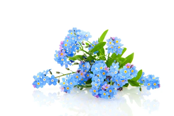 Forget me not — Stock Photo, Image