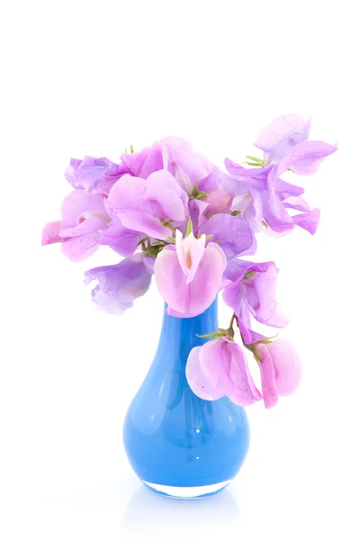 Vaso blu lavanda con Lathyrus — Foto Stock