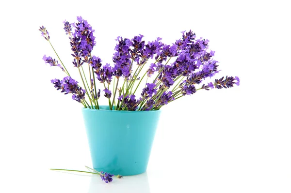 Lavanda em vaso de flor azul — Fotografia de Stock