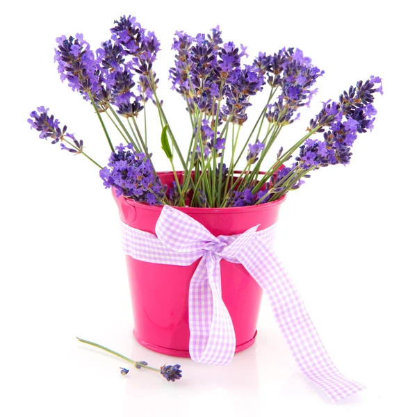 Lavender in pink bucket — Stock Photo, Image