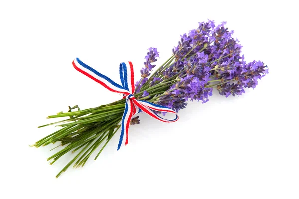 Lavendel från provence — Stockfoto