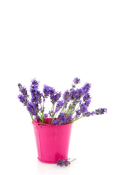 Strauß Lavendel — Stockfoto