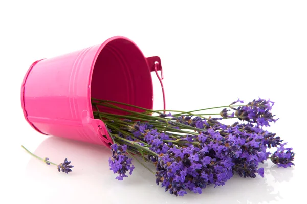 Bouquet Lavender in bucket — Stock Photo, Image